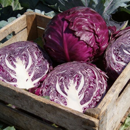 Red Jewel, (F1) Cabbage Seeds - Packet image number null